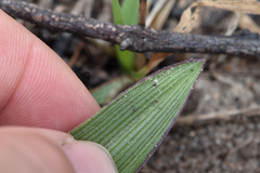 Tradescantia humilis