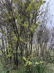 Rhododendron mariesii