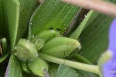 Tradescantia humilis