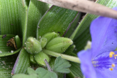 Tradescantia humilis