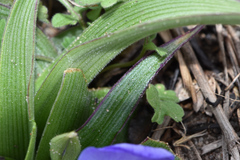 Tradescantia humilis