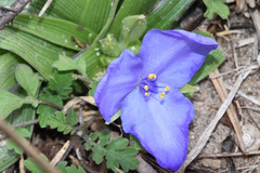 Tradescantia humilis