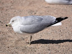Larus delawarensis