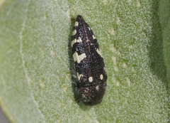 Acmaeodera vernalis