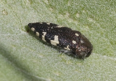 Acmaeodera vernalis