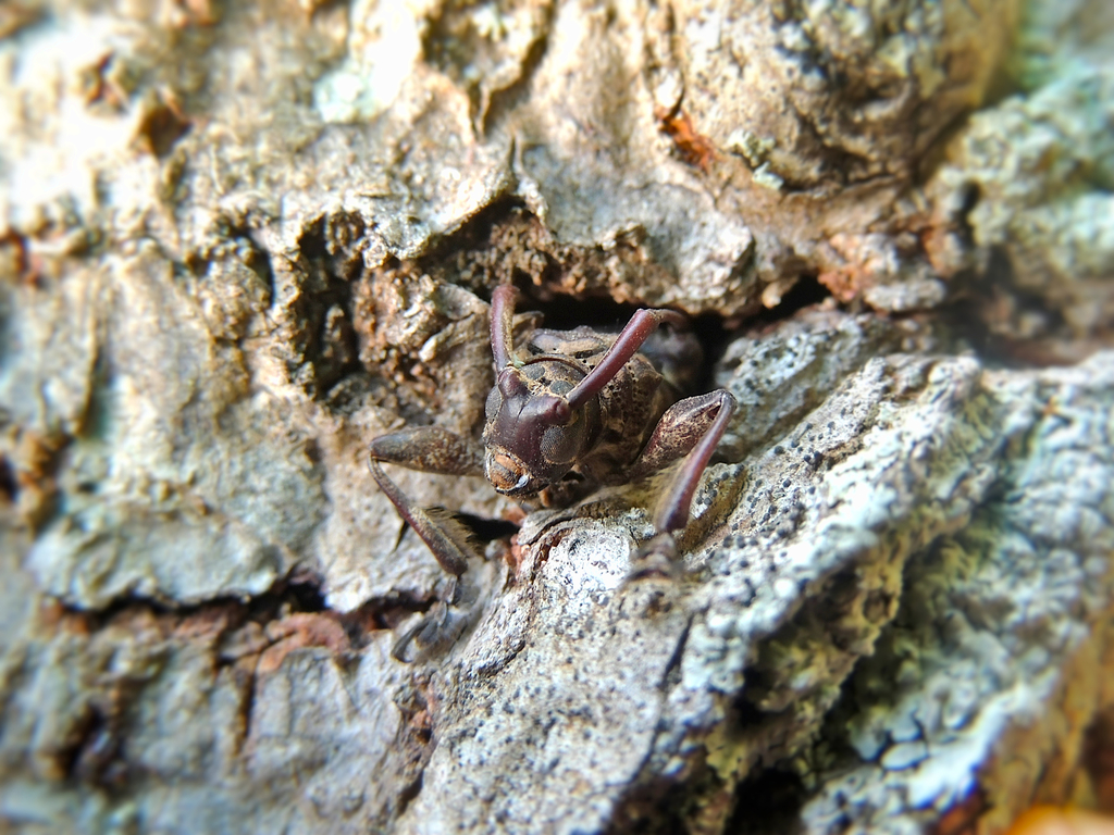 Lagocheirus from Purires, San José, Atenas, Costa Rica on March 05