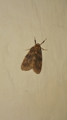 Miltochrista floccosa