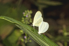 Leucidia elvina