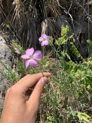 Dianthus rupicola