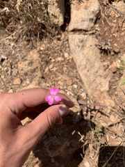 Dianthus rupicola