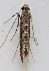 Neurobathra strigifinitella