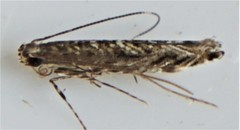Neurobathra strigifinitella
