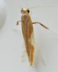 Caloptilia packardella