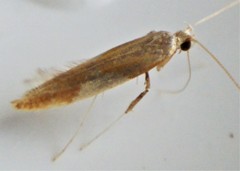 Caloptilia packardella