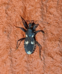 Acanthaspis obscura