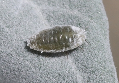 Phenacoccus solenopsis