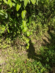 Ipomoea repanda