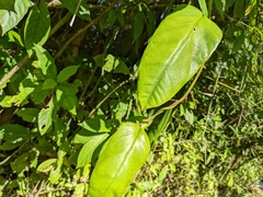 Ipomoea repanda