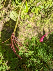 Ipomoea repanda