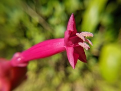 Ipomoea repanda