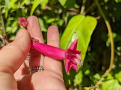 Ipomoea repanda