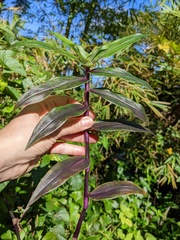 Tripogandra serrulata