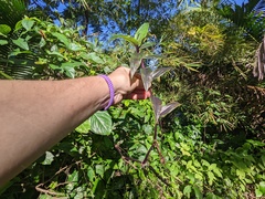 Tripogandra serrulata