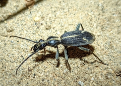 Cypholoba