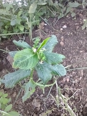 Caperonia castaneifolia