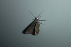 Lepidoptera