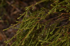 Kunzea capitata seminuda