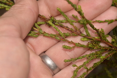 Kunzea capitata seminuda