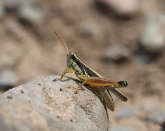 Dichroplus elongatus