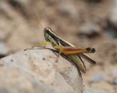 Dichroplus elongatus