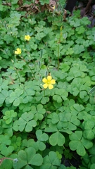 Oxalis corniculata