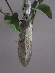 Fulgorinae