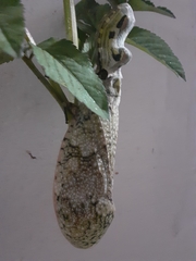 Fulgorinae