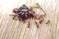 Ochetellus glaber