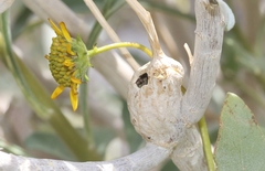 Asphondylia enceliae