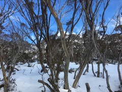 Eucalyptus pauciflora niphophila