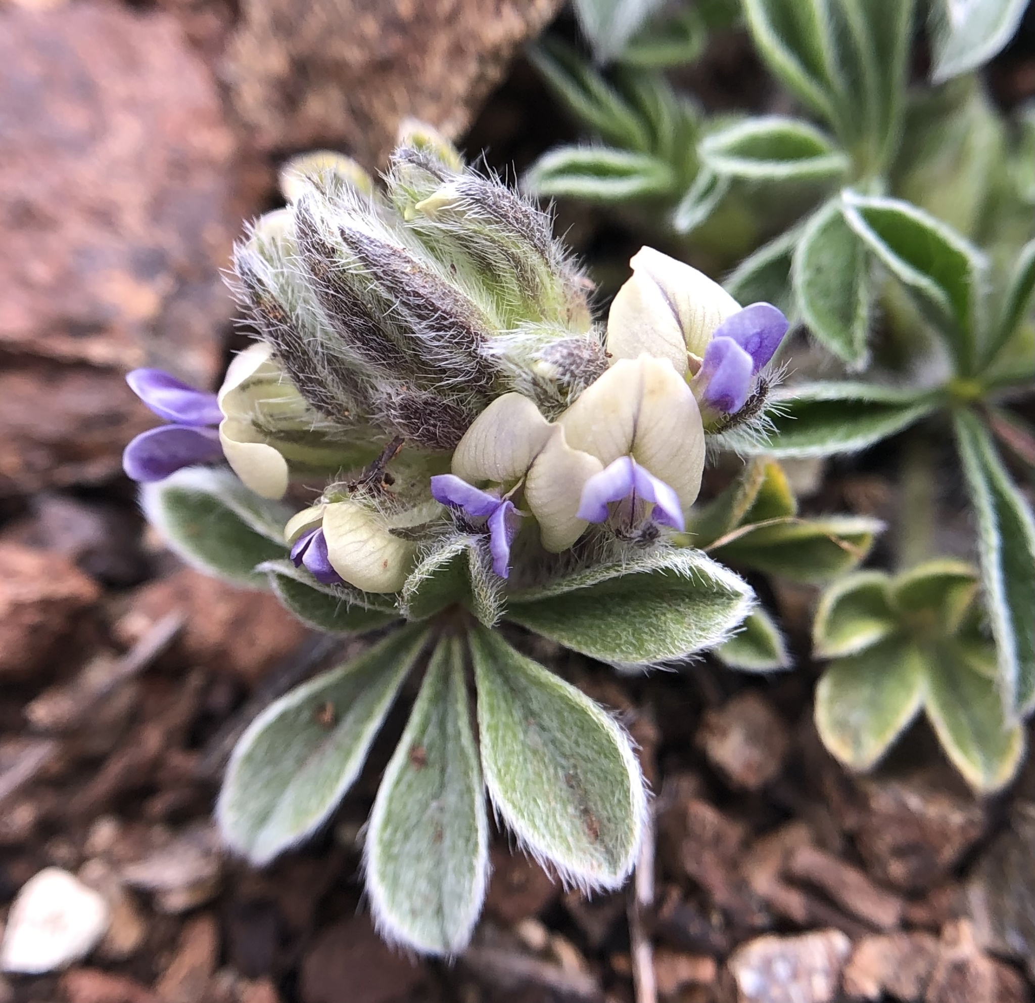 Pediomelum californicum