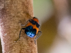 Dicranolaius cinctus