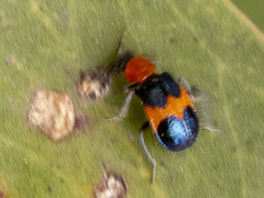 Dicranolaius cinctus