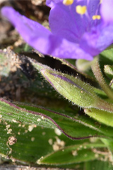 Tradescantia humilis