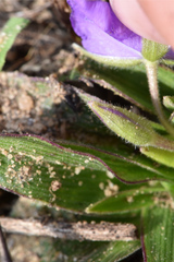 Tradescantia humilis