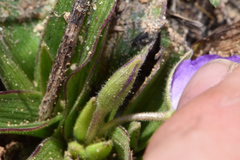 Tradescantia humilis