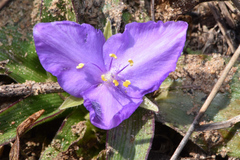 Tradescantia humilis