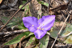 Tradescantia humilis