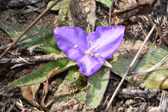 Tradescantia humilis