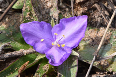 Tradescantia humilis
